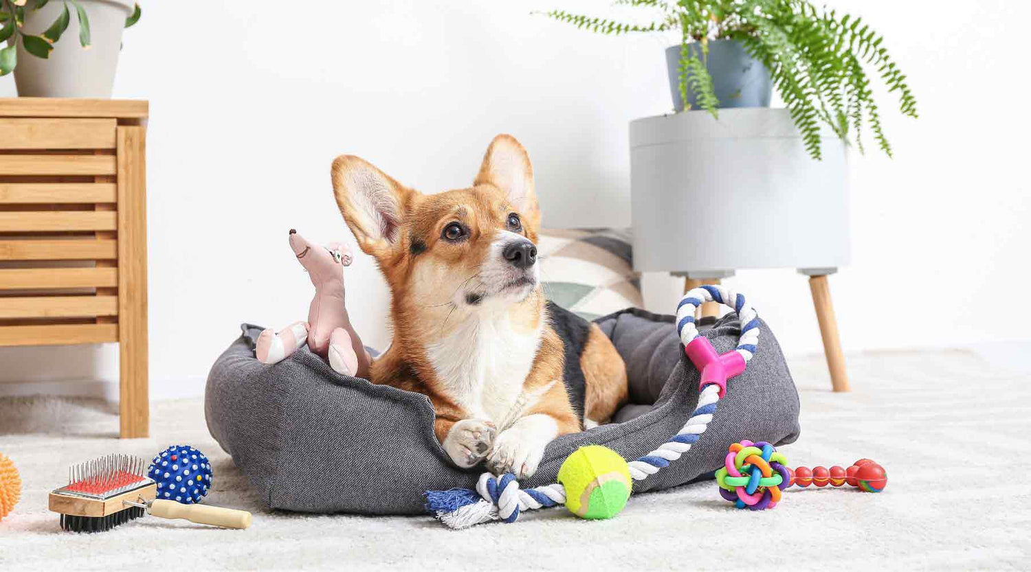 Dog Accessories